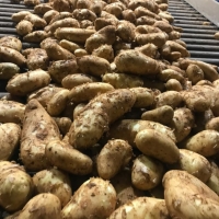 Potatoes 111