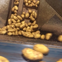 Potatoes 41