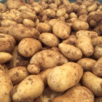 Potatoes 42