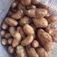 Potatoes 65